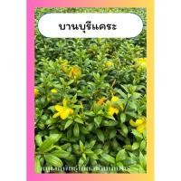 ราคา ต้นบานบุรีแคระ บานบุรี บานบุรีใบเงิน ไม้พุ่ม ดอกสีเหลือง ทนแดด (42315090029)
