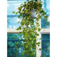 ราคา ไอวี่ อังกฤษ (English ivy) Hedera helix L. ไม้ฟอกอากาศในห้องนอน (7763944496)