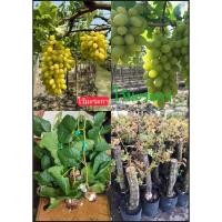 ราคา ต้น กิ่งตอน ต้นองุ่น กิ่งตอนองุ่น องุ่น grapevine ไวท์มะละกา White Malaga หรือ White Malaka (57600163420)