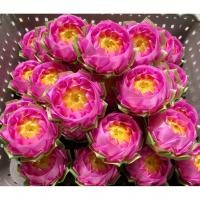 ราคา เหรียญโปรยทานดอกบัวดาวสีชมพู (45809532016)