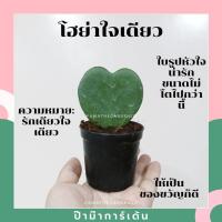 ราคา ต้นโฮย่าใบหัวใจ หัวใจเดียว เหมาะมอบเป็นของขวัญ หัวใจเพนท์ลาย (7936760670)