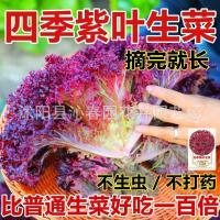 ราคา เมล็ดผักกาดหอมใบสีม่วงสลัดเมล็ดพันธุ์ผักสี่ฤดูกาลปลูกเย็นทนความร้อนลานผักแดจอน (54514446181)