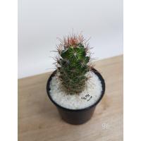 ราคา ต้นกระบองเพชร-แมมหนามตะขอแดง-40 บาท (9306547761)