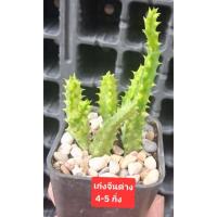 ราคา เก๋งจีนด่าง Huernia แคคตัส กระบองเพชร (54860724970)