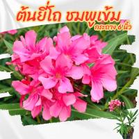 ราคา ต้นยี่โถสีชมพูเข้ม ยี่โถดอกสีชมพูเข้ม กระถาง 6 นิ้ว(ส่งพร้อมกระถาง) (40613599226)