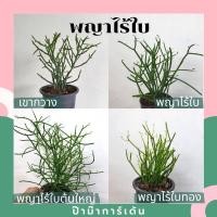 ราคา ต้นพญาไร้ใบ พญาไร้ใบเขากวาง ปะการัง (6662117804)