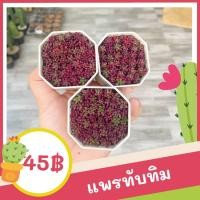ราคา แพรทับทิม หรือ คุณนายตื่นสายญี่ปุ่น แพรหยก สัปปะรดสี (4485442771)