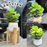 ราคา [ออกใบกำกับภาษีได้] ต้นไทรใบสักมินิ 2 พุ่ม พร้อมกระถาง ต้นไม้จำลองสำหรับตกแต่ง (45708097763)