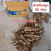ราคา พันธุ์หญ้าหวานอิสราเอล80ท่อน(จัดส่ง 1-2วัน) หญ้าหวานสำหรับปลูก (18594407913)
