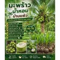 ราคา ต้นมะพร้าวน้ำหอมบ้านแพ้วพันธุ์เตี้ย ลูกดก พันธุ์แท้ ต้นคัดเกรด (46763220473)