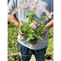 ราคา ต้นบุษบาพารวย บุษบาฮาวาย 10 แถม 1 กระถาง5-6 นิ้ว (48601404948)