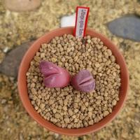 ราคา Lithops optica rubra ไลทอป ลิทอป หินมีชีวิต ไลทอปแฝด ไลทอปจัดส่งทั้งกระถาง (2) (11644810606)