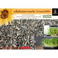 ราคา เมล็ดต้นอ่อนทานตะวันลายไทย 1 กก. อัตราการงอกสูง (25092305564)