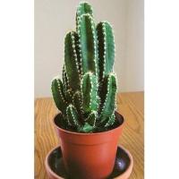 ราคา คอนโดนางฟ้า ปราสาทนางฟ้า cereus peruvianus (12927246061)