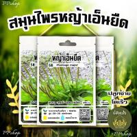 ราคา เมล็ดหญ้าเอ็นยืด หรือ เมล็ดผักกาดน้ำ [350-400เมล็ด/ซอง] /// PPshop (26852377371)