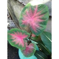 ราคา บอนสีช้างเผือกใบบัว​ (10206027712)