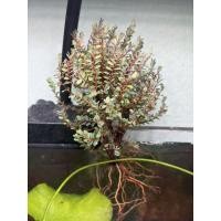 ราคา เกล็ดปลาหมอแคระต้นไม้ครึ่งบกครึ่งน้ำสำหรับตู้ terrariumและตู้ลำธารขนาดเล็กขนาดต้น 8 หา 10cm (46812899847)