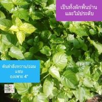 ราคา ต้นอ่อมแซบ ต้นตำลึงหวาน ต้นเบญจรงค์5สี ต้นบุษบาริมทาง Chinese Violet ถุงเพาะ 4" ผักพื้นบ้าน ทานได้ ดอกสีขาว สีม่วง (14493495747)