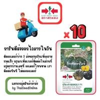 ราคา GG x 10 เมล็ดผักซองศรแดง ประกายทอง ฟักทอง สินค้ายกแพ็ค (41962791948)