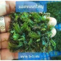 ราคา มอสขนนกใหญ่ ต้นไม้น้ำ ต้นไม้ตู้ปลา มอสน้ำ (6570413098)