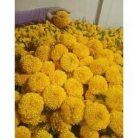 ราคา ดอกดาวเรืองสด แพคละ 100 ดอก สีดีฟโกลด์ ร็อกโค่ ดาวเรืองสวยๆ (25213043638)