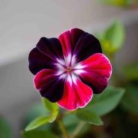ราคา 25 เมล็ด ดอกแพงพวย แพงพวยฝรั่ง แพงพวยบก นมอิน Vinca Seeds สายพันธุ์ ฟิส เรนโบว์ (51708664798)