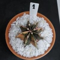 ราคา 2025.ขายต้น Gymnocalycium Mihanovichii Variegated (5323390467)
