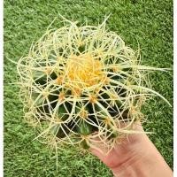 ราคา พร้อมส่งแคคตัสถังทองหนามบิด ไม้ชำหน่อ ต้นใหญ่แม่พันธ์ุ Echinocactus grusonii var. curvispinus (29315905865)
