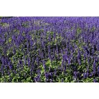 ราคา ต้นพันธุ์ บลูซัลเวีย ถุงดำพร้อมปลูก 29 บาท Blue Salvia (25140941538)