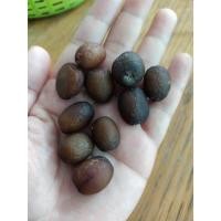 ราคา เมล็ดสละสุมาลี สำหรับเพาะปลูก 1ซองมี 10เมล็ด 29 บาท สละสุมาลี กลิ่นหอม สดชื่น รสหวาน อมเปรี้ยว ชุ่มคอ ชื่นใจ (25872764959)