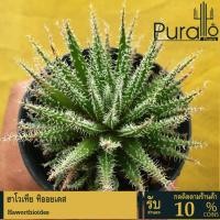 ราคา ต้นไม้อวบน้ำ ฮาโวเทีย ทิออยเดส Haworthioides #succulent #ฮาโวเทีย #Haworthi (11516942196)