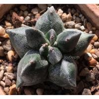 ราคา Astrophytum myriostigma Kikko (2773301208)