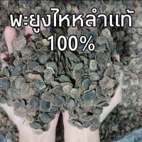 ราคา (พร้อมส่ง) เมล็ดพะยูงไหหลำแท้100% พยุงไหหลำอัตราการงอกสูง (50เมล็ด/70บาท) (7836414434)