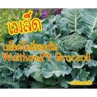 ราคา เมล็ดบล็อคโคลี่วอลทัม 100 เมล็ดWaltham29 Broccoli เมล็ดพันธุ์แท้ นำเข้าจากต่างประเทศ (5184948422)