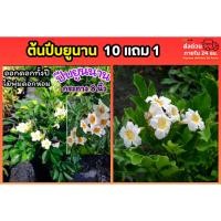 ราคา ต้นปีบยูนาน ปีบไห่หนาน ปีบจีน พันธุ์ไม้ กล้า ต้นไม้ดอกหอม ดอกสีขาว ต้นกล้า กิ่งชำ เมล็ดพันธุ์ ดิน หิน ปุ๋ย ต้นไม้เลื้อย (49555656883)
