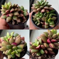 ราคา กุหลาบหินลูกชุบ ไม้อวบน้ำ Succulent กระบองเพชร จากเรือนแคคตัสสุราษฎร์ธานี (4225564701)