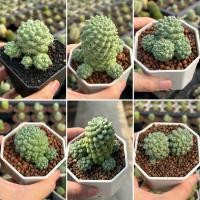 ราคา Mammillaria Schumannii inermis: แมมชูแมนไร้หนาม แคคตัส กนะบองเพชร (47656298877)