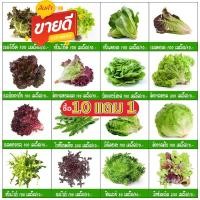 ราคา เมล็ดพันธุ์ ผักสลัด ชุดเมล็ดพันธุ์ผักสลัด 20-300 เมล็ด 10บาท มีคู่มือการปลูก ถูกที่สุด [10 แถม1 คละได้] (12184272014)