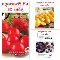 ราคา เมล็ดพันธุ์ เคพกูสเบอร์รี่ 300 เมล็ด เหลือง / แดง / ม่วง ( Cape Gooseberry Seed ) เมล็ด โทงเทงฝรั่ง เมล็ดระฆังทอง (50556798331)