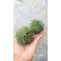 ราคา [ขายหน่อ] Tillandsia 'Pleiades' ทิลแลนเซีย สับปะรดสี สับปะรดอากาศ ทิลแลนด์เซีย (6053071141)