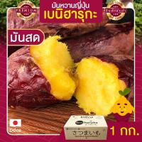 ราคา มันหวานญี่ปุ่น มันหวาน 1kg นำเข้าจากญี่ปุ่นแท้ 100% เบนิฮารุกะ ปลูกที่ ญี่ปุ่น หวาน ฉ่ำ สดใหม่ทุกสัปดาห์ (5484333974)