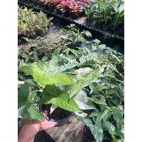 ราคา เงินไหลมาด่างขาว Syngonium variegated กระถาง5.5” ฟอร์มพุ่ม #syngoniumvariegated #เงินไหลมา #ด่างขาว (20034466920)