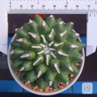 ราคา Mammillaria bucareliensis 'Erusamu' แมม อีรุซามุ ไม้ชำหน่อ (56711661867)