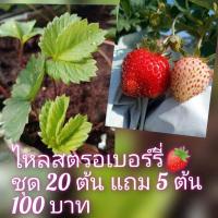 ราคา ไหลสตรอเบอร์รี่ชุดไซส์ จำนวน 20ไหลมีรากพร้อมลงปลูก (22825192599)