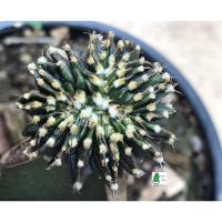 ราคา แคคตัส Cactus LB2178 แท้ Gymnocalycium mihanovichii LB2178 ‘Agua Dulce’ (28) (10828100625)