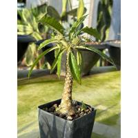ราคา มะพร้าวทะเลทราย(Dorstenia Plant) (20149039948)