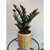 ราคา กอใหญ่#กวักโชคลาภ #Black #Zamioculcas กวักมรกตดำ #ไม้มงคลเรียกทรัพย์ (24618118668)
