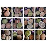 ราคา Lithops ไลทอป ลิทอป จัดชุดไลทอป A8-1ถึง A8-16 (11239645177)
