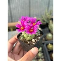 ราคา แมมชูแมนหนามเดี่ยว Mammillaria Schumannii (28554921324)