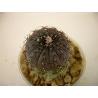 ราคา M5781 Frailea asterioides GF 465 (10 เมล็ด) เมล็ดพันธุ์ กระบองเพชร แคคตัส เฟเรีย เพาะเมล็ด แคคตัส ไม้อวบน้ำ Frailea (8074173258)